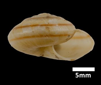 Media type: image;   Malacology 169402 Aspect: apertural